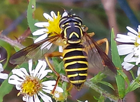 Spilomyia longicornis